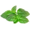 Click And Grow Click & Grow sėklos išmaniajam vazonui - Kvapusis bazilikas (SGR99X3) 3vnt.