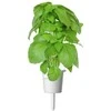 Click And Grow Click &amp; Grow sėklos išmaniajam vazonui - Kvapusis bazilikas (SGR99X3) 3vnt.