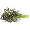 Click And Grow Click &amp; Grow sėklos išmaniajam vazonui - Japoninės garstyčios (Raudona Frill Mustard), 3 vnt.