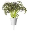 Click And Grow Click &amp; Grow sėklos išmaniajam vazonui - Japoninės garstyčios (Raudona Frill Mustard), 3 vnt.