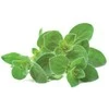 Click & Grow Smart Garden papildymas raudonėliu 3vnt