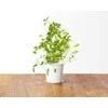 Click and Grow - "Smart Garden" 3 vnt. papildymas - raudonėlio sėklos