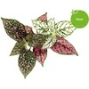 Click &amp; Grow Smart Garden 3 vnt. papildymas - margojo turklenio sėklos