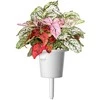 Click &amp; Grow Smart Garden 3 vnt. papildymas - margojo turklenio sėklos