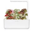 Click &amp; Grow Smart Garden 3 vnt. papildymas - margojo turklenio sėklos