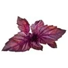 Click &amp; Grow sėklos išmaniajam vazonui - Violetinis bazilikas, 3vnt.