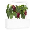 Click and Grow Smart Garden 3 vnt. papildymas - paprikų sėklos