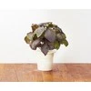 Click &amp; Grow sėklos išmaniajam vazonui - Violetinis bazilikas, 3vnt.