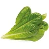 Click &amp; Grow 3 vnt. papildymas - romėniškų salotų sėklos