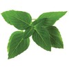 Click & Grow Smart Garden refill Thai Basil 3pcs