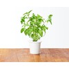 Click & Grow Smart Garden refill Thai Basil 3pcs