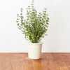 Click and Grow Smart Home 3 vnt. papildymas - čiobrelių sėklos