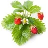 Click & Grow sėklos išmaniajam braškių vazonui  SHGR24x3 3vnt.