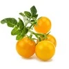 Click and Grow 3 vnt. papildymas - geltonieji pomidorai