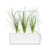 „Click &amp; Grow Smart Garden“ papildymas žaliesiems svogūnams, 3 vnt.