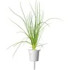 „Click & Grow Smart Garden“ papildymas žaliesiems svogūnams, 3 vnt.