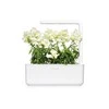 Click And Grow Click &amp; Grow sėklos išmaniajam vazonui - Baltasis žioveinis (SGR78X3) 3vnt.