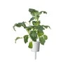 Click And Grow Click &amp; Grow sėklos išmaniajam vazonui - Kale kopūstai (Italian Kale) 3vnt.