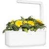 Click & Grow Smart Garden Refill Marigold 3pcs