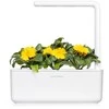 Click &amp; Grow sėklos išmaniajam vazonui - Medetkos, 3vnt.