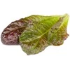 Click And Grow Click & Grow sėklos išmaniajam vazonui - Raudonosios romaninės salotos, 3vnt.