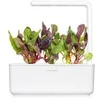 Click And Grow Click &amp; Grow sėklos išmaniajam vazonui - Mangoldai (Rainbow Chard), 3vnt.
