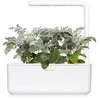 Click &amp; Grow sėklos išmaniajam vazonui - Pilkšvalapė žilė (Dusty Miller), 3 vnt.