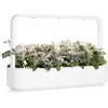 Click &amp; Grow sėklos išmaniajam vazonui - Pilkšvalapė žilė (Dusty Miller), 3 vnt.