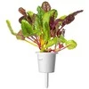 Click And Grow Click &amp; Grow sėklos išmaniajam vazonui - Mangoldai (Rainbow Chard), 3vnt.
