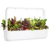Click And Grow Click &amp; Grow sėklos išmaniajam vazonui - Mangoldai (Rainbow Chard), 3vnt.
