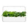 „Click & Grow Smart Garden“ papildymas, plunksnų žirgas, 3 vnt.