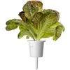 Click And Grow Click &amp; Grow sėklos išmaniajam vazonui - Raudonosios romaninės salotos, 3vnt.