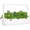Click And Grow Click &amp; Grow sėklos išmaniajam vazonui - Žalieji lapiniai kopūstai Kale, 3 vnt.