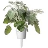 Click &amp; Grow sėklos išmaniajam vazonui - Pilkšvalapė žilė (Dusty Miller), 3 vnt.