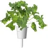 Click And Grow Click &amp; Grow sėklos išmaniajam vazonui - Žalieji lapiniai kopūstai Kale, 3 vnt.
