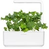 Click And Grow Click &amp; Grow sėklos išmaniajam vazonui - Žalieji lapiniai kopūstai Kale, 3 vnt.