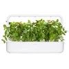 Click And Grow Click &amp; Grow sėklos išmaniajam vazonui - Bazilikai citrininiai, 3vnt.