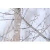 Fujifilm Objektyvas Fujinon XF150-600mmF5.6-8 R LM OIS WR
