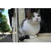 Objektyvas Fujifilm Fujinon XF 18-55mm F2.8-4 R LM OIS
