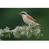 Fujifilm Objektyvas Fujinon XF500mmF5.6 R LM OIS WR