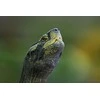 Fujifilm Objektyvas Fujinon XF500mmF5.6 R LM OIS WR