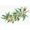 MP Studia Beldizart Drobė "Alyvos šakelė" SSK-114