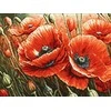 Wizardi Beldizart Deimantinės tapybos rinkinys "Aguonos" 40x30 cm WD3204