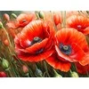 Wizardi Beldizart Deimantinės tapybos rinkinys "Aguonos" 40x30 cm WD3204