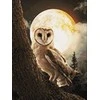 Wizardi Beldizart Mysterious Owl 30*40 WD3066