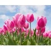Wizardi Beldizart SALE Deimantines mozaikos rinkinys WD2301