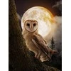 Wizardi Beldizart Mysterious Owl 30*40 WD3066