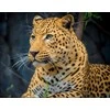 Wizardi Beldizart Leopardas 40*30 WD3036 (D)