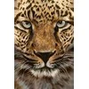 Wizardi Beldizart EAN 4630033464119 WD069