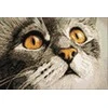 Wizardi Beldizart EAN 4630033465109 WD215